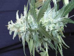 pompon Super skunk