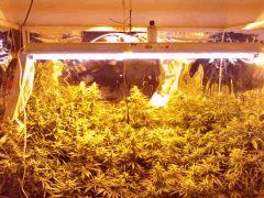Tube UV en action!