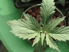 Typée indica non?