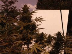 Haze xxl auto; Croisement de Haze 2.0 auto, avec jack herer régulière. J'ai deux phénos, celui-ci, phéno jack herer, et une autre, plut^tot phéno haze 2.0
