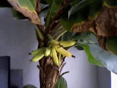 Bananes de Normandie!