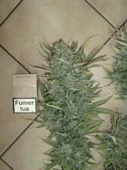 haze xxl auto