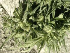 Skunk#1