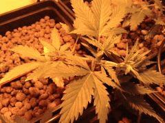 La plante bien indica( palmes de feuilles collées entre elles), plante témoin