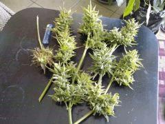 reste de mon phéno jack qui finissait de murir sur la plante