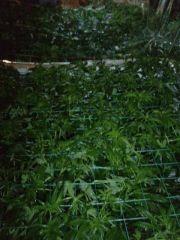 Côté droit: La jungle!