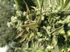 haze xxl phéno jack , bien mûre