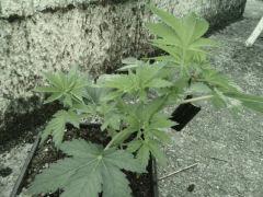 ma grosse skunk palissée, à environ 25 jours en 6l