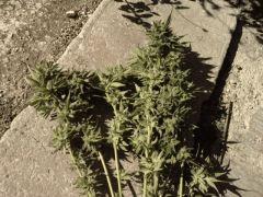 Quelques une des 20 branches coupées tout à l'heure