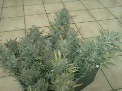 80% de la récolte Haze xxl auto