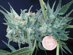 Pompon de shiva Skunk