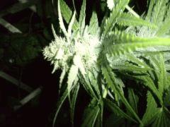 De nuit les cristaux brillent au flash