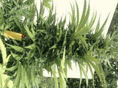 apex haze xxl auto