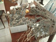 Manuc en cours