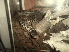 Tamno , le tamnophis!