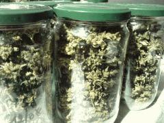 Gros plan pots amnésia originale auto