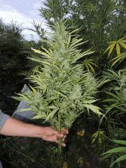 Purple Maroc (Female seeds)