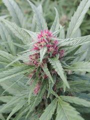 Serious 6 (Serious Seeds)