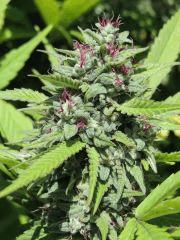 Serious 6 (Serious seed)