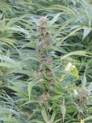 Serious 6 (Serious Seeds)