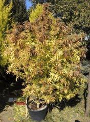Lambo (ThSeeds)