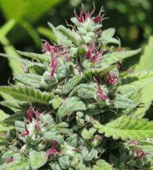 Serious 6 (Serious seed)