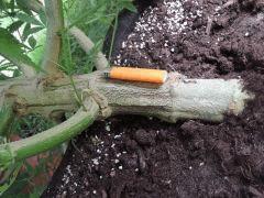 Lambo (ThSeeds)