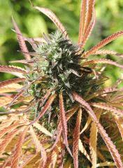 Lambo (Thseeds)