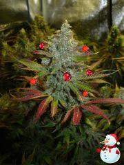 166 Merry Xmas