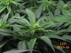 116 LSD FLO 16