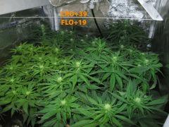 118 ALL FLO 19 2