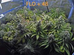 140 ALL FLO 48
