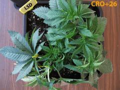 74 LSD CRO 26
