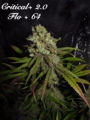162 C 2 FLO 64