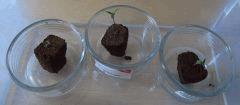 09 Germination All