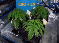 57 CRO ALL 14