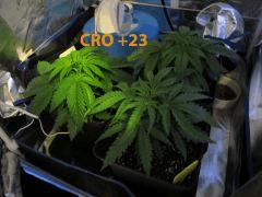 62 CRO ALL 17