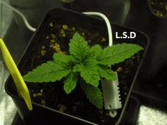34 LSD CRO 7