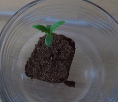 11 Germination Guayaba G4