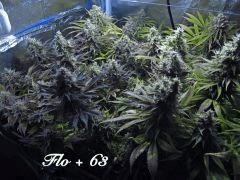 158 ALL FLO 63