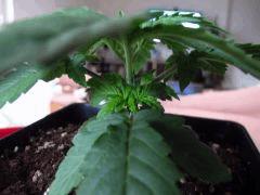 56 Internoeud LSD