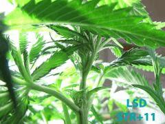 111 LSD STR11