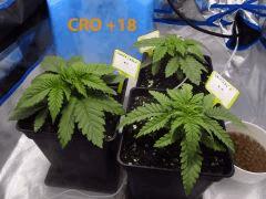 53 CRO ALL 12 2