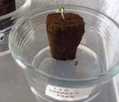 04 Germination LSD G1