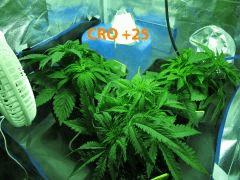 71 CRO ALL 25 2
