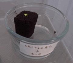 06 Germination Critical G1