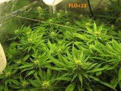 123 ALL FLO 23