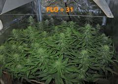 132 ALL FLO 31
