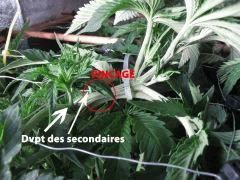 91 Pincage CRO 35