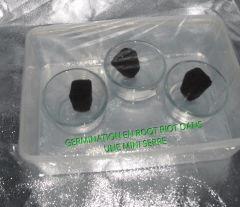 01 Germination All
